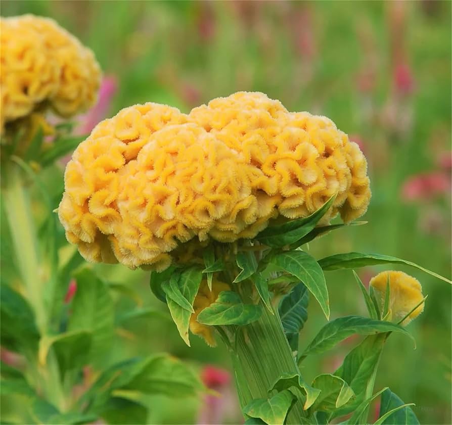 Yellow (Cockscomb Celosia (Cristata)) for planting in garden